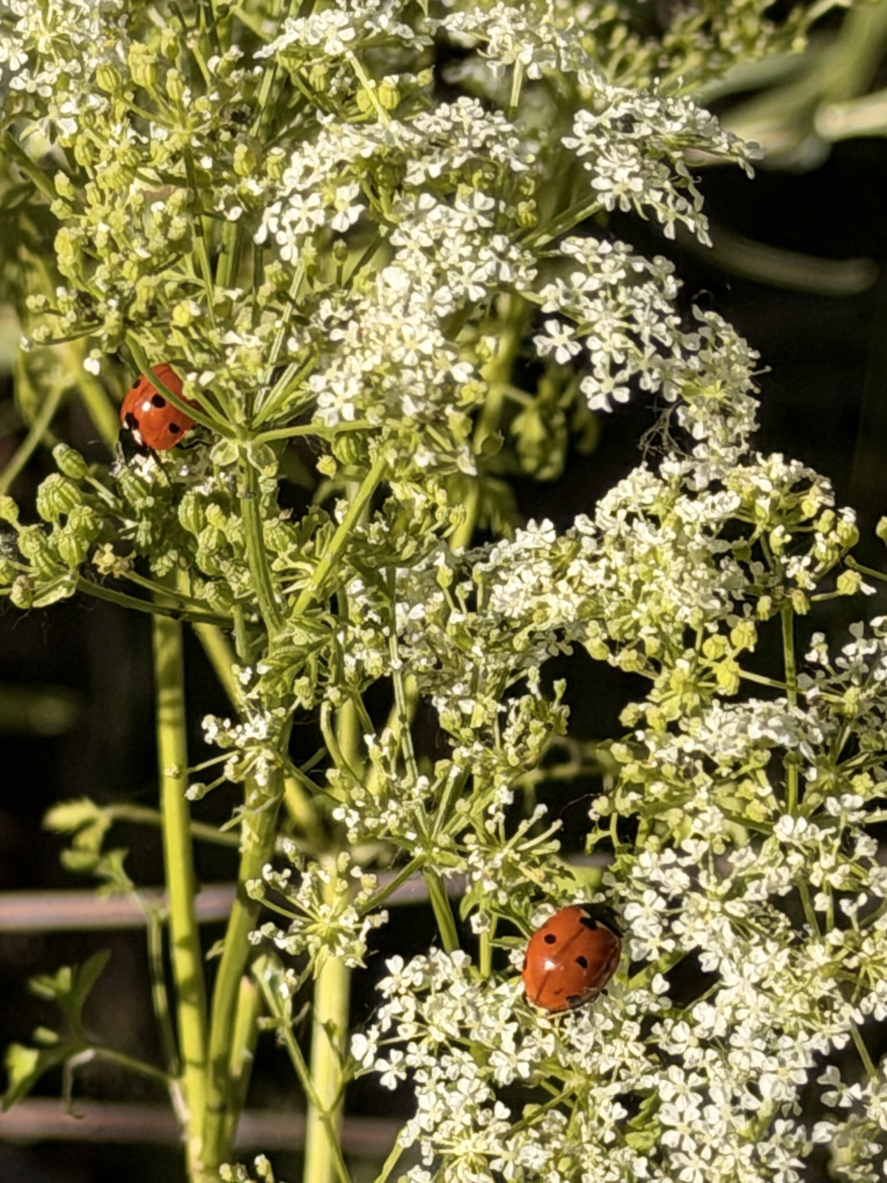 Two ladybugs on queen anne's lace flowers